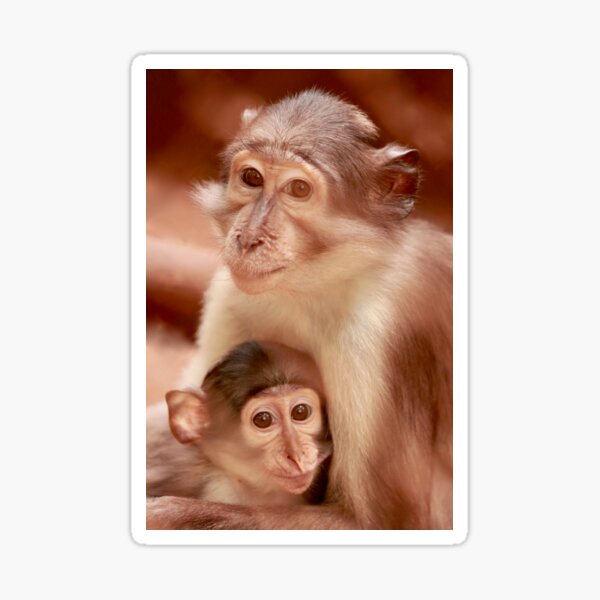 White Naped Mangabey Sticker