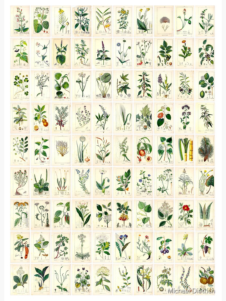 A Set Of Medicinal Herbs And Plants. Collection Of Hand Drawn Flowers And  Herbs. Botanical Plant Illustration. Vintage Medicinal Herbs Sketch.  Royalty Free SVG, Cliparts, Vectors, and Stock Illustration. Image  161139549.