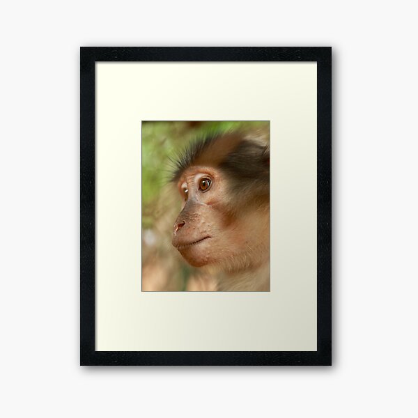 Ziggy Framed Art Print