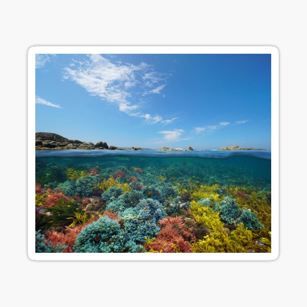 Item preview, Atlantic Ocean seascape seaweeds underwater and blue sky with cloud designed and sold by Seaphotoart.
