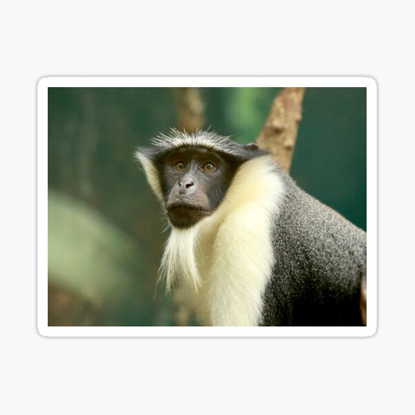 Roloway Monkey - Fergus Sticker