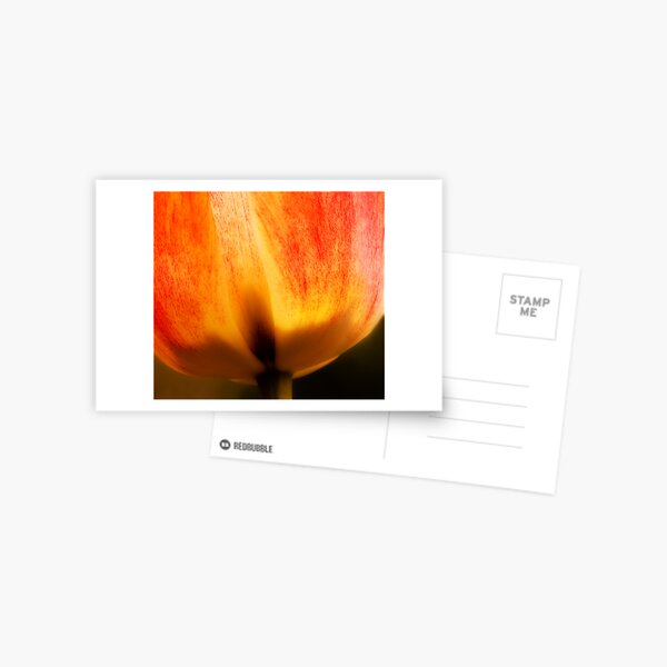Glass Tulip Postcard