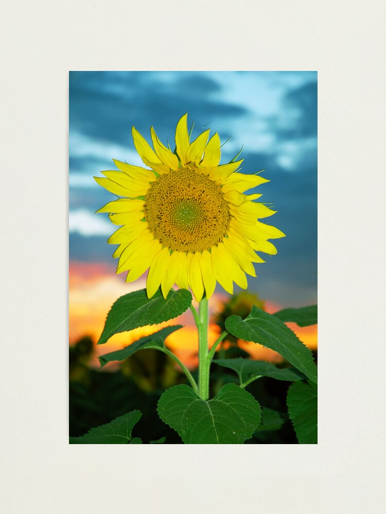 Alternate view of Sunflower at Sunset Photographic Print