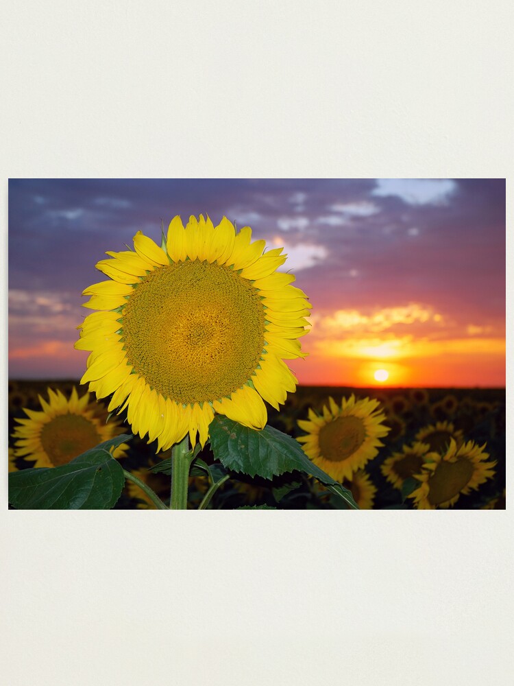 Alternate view of Sunflower Sunset (V2) Photographic Print
