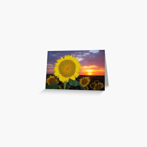 Sunflower Sunset (V2) Greeting Card