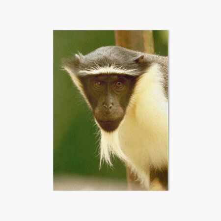 Critically Endangered Roloway Monkey Art Board Print