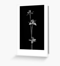 Daffodils Greeting Card