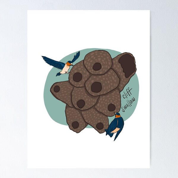 Item preview, cliff swallow designed and sold by perry h.