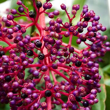 Artwork thumbnail, Medinilla Flowers Plant by teruyalab