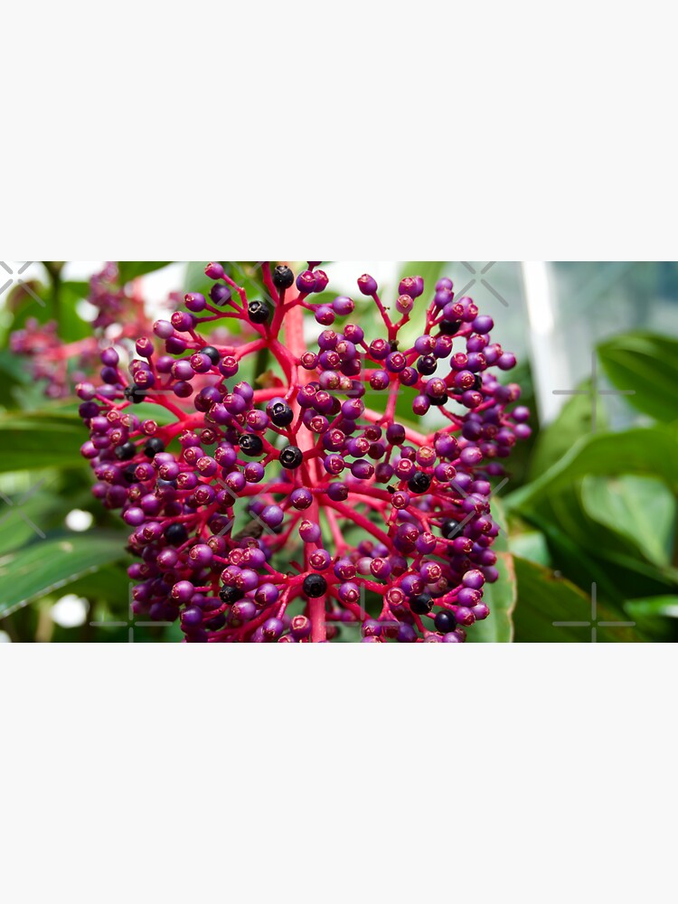 Thumbnail 3 of 3, Sticker, Medinilla Flowers Plant designed and sold by teruyalab.