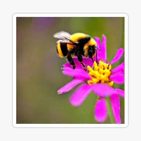 Bumble Bee Landing Pink Yellow Flower Macro Photography Sticker