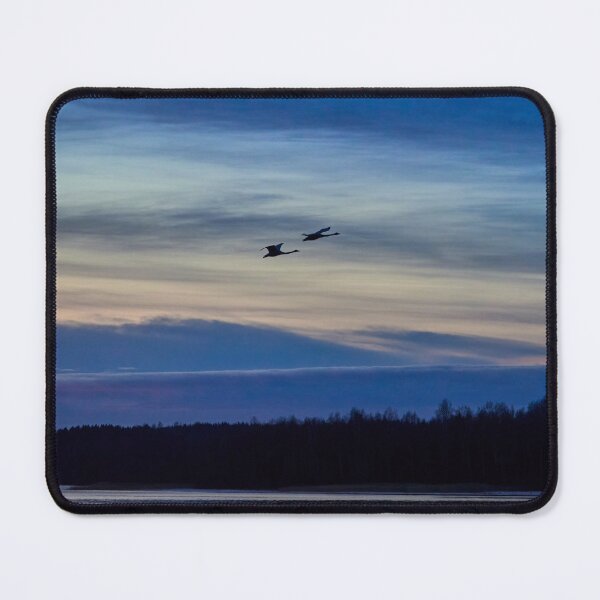 Item preview, Blue clouds low light. Whooper swan designed and sold by Jouko Lehto Photography.