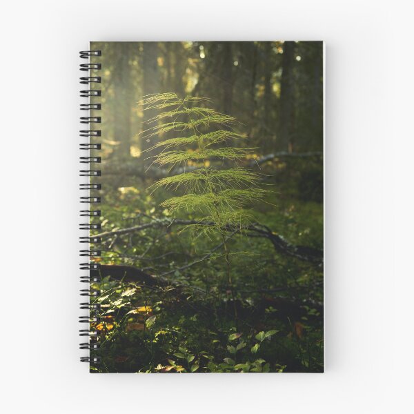 Item preview, Wood horsetail in morning haze designed and sold by Jouko Lehto Photography.
