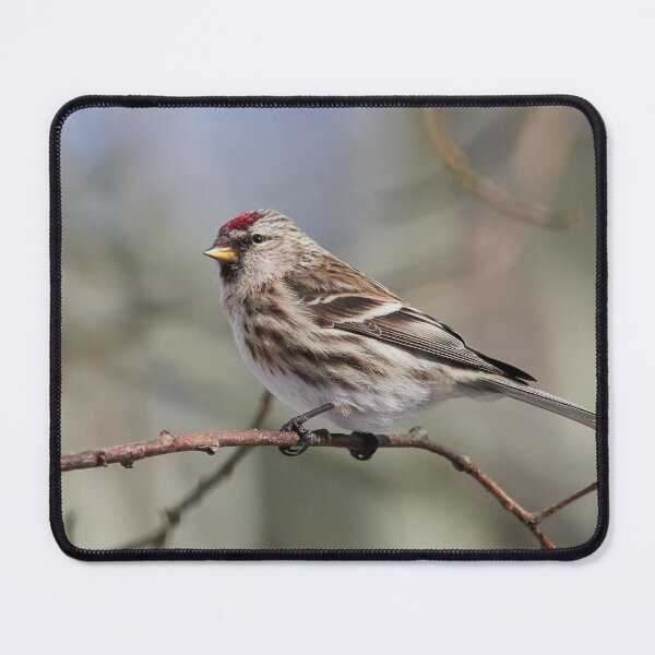 Item preview, The dark one.The common redpoll designed and sold by Jouko Lehto Photography.