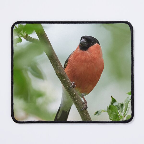 Item preview, Bullfinch poetry designed and sold by Jouko Lehto Photography.