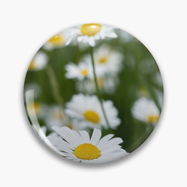 Item preview, Field of daisies. Ox-eye daisy23 designed and sold by Jouko Lehto Photography.