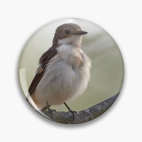 Item preview, Flies be aware. European pied flycatcher designed and sold by Jouko Lehto Photography.