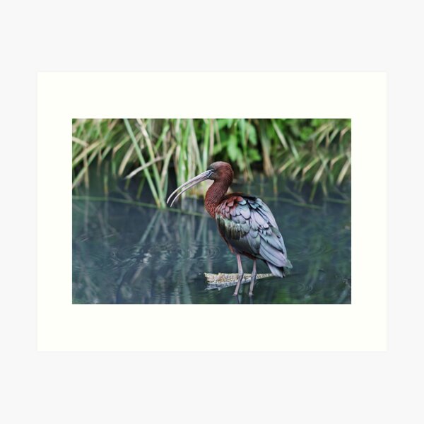 Item preview, Glossy Ibis designed and sold by rogersmith.