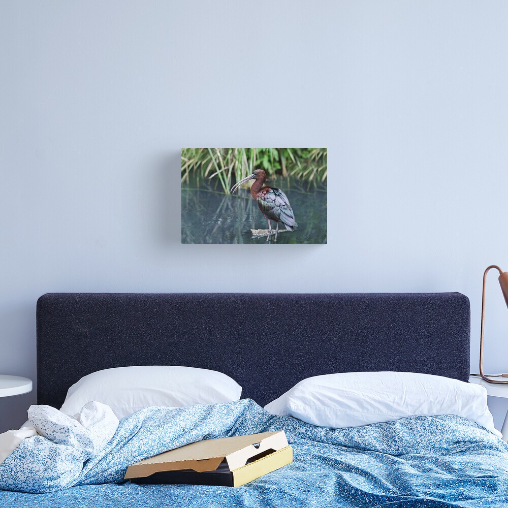 Glossy Ibis Canvas Print