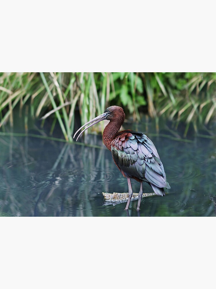 Glossy Ibis by rogersmith