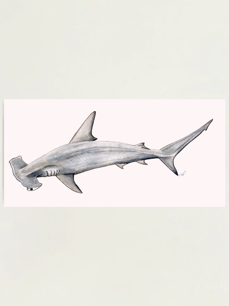 Hammerhead shark for divers, shark lovers and fishermen