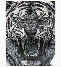 Tiger Growl - Graphite Pencil Drawing Poster