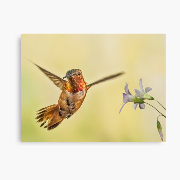 Gorget Canvas Print