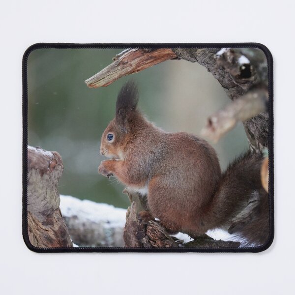 Item preview, From the left side. Red squirrel designed and sold by Jouko Lehto Photography.