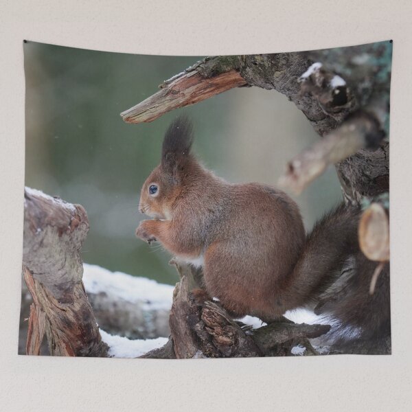 Item preview, From the left side. Red squirrel designed and sold by Jouko Lehto Photography.