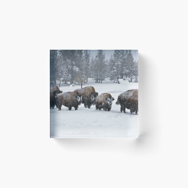 Item preview, Buffalos in the snow designed and sold by KNBS.