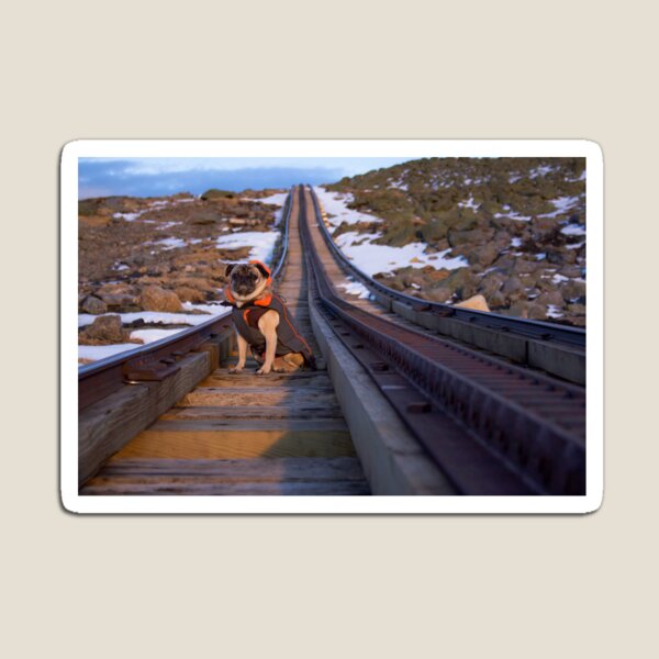 Pug Waits For the Train Magnet