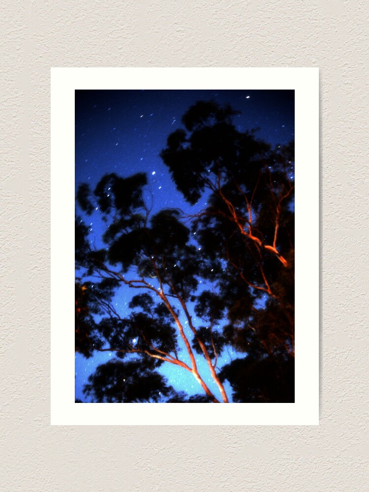 Alternate view of Star trails & eucalypts Art Print
