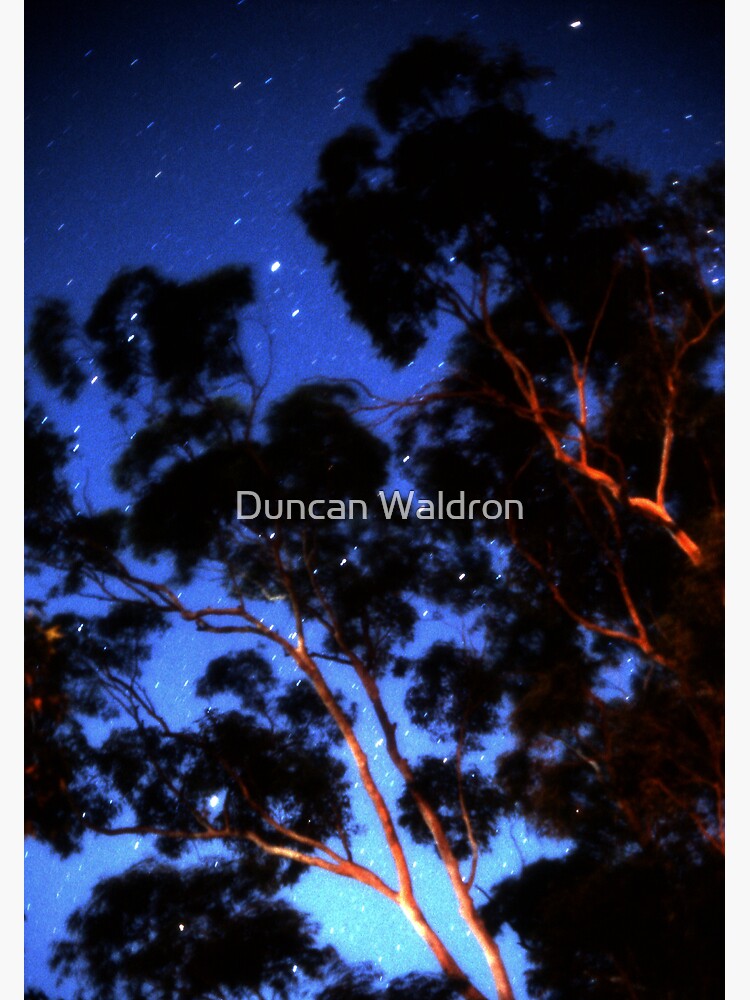Star trails & eucalypts by DuncanW
