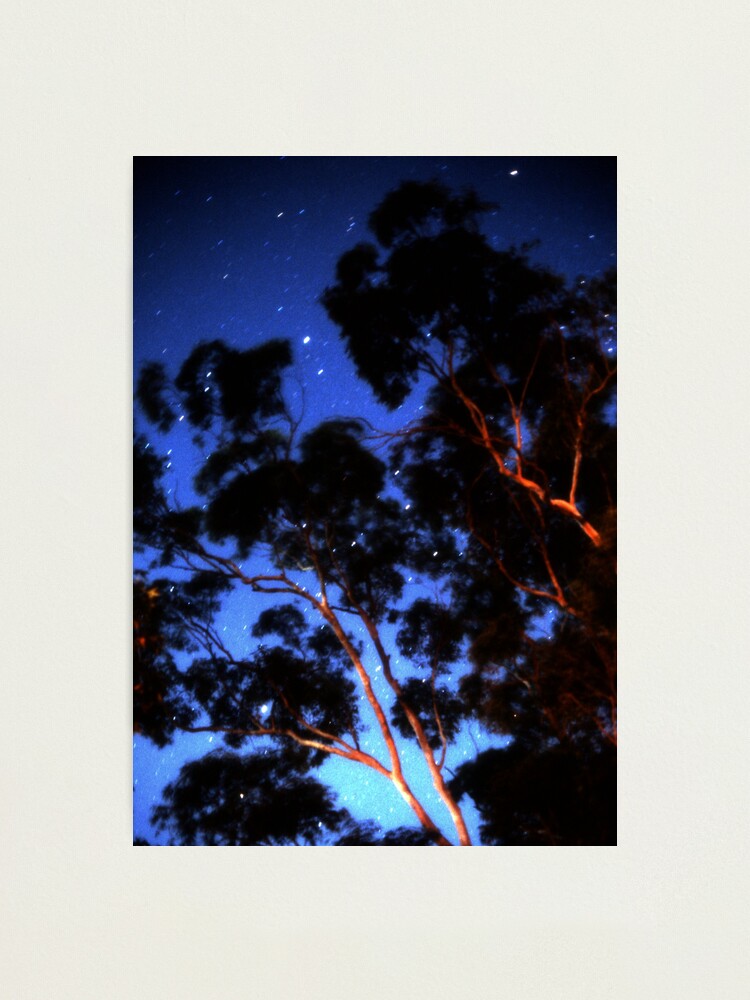 Alternate view of Star trails & eucalypts Photographic Print