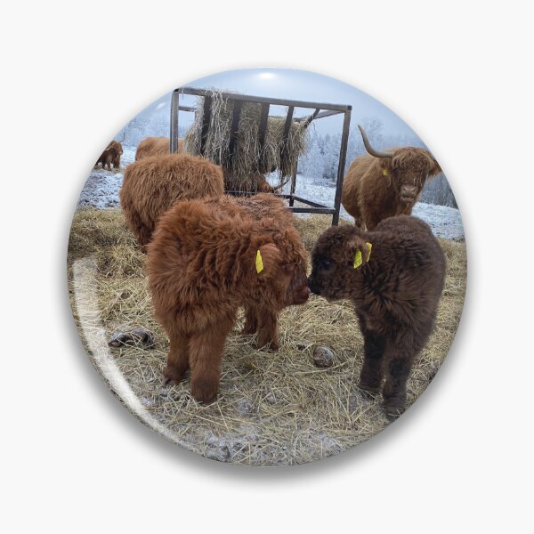 Item preview, Scottish Highland Cattle Calves 4189 designed and sold by SaarelaHighland.
