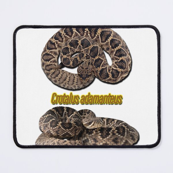 Item preview, Eastern Diamondback Rattlesnake (Crotalus adamanteus) designed and sold by Michael L Dye.
