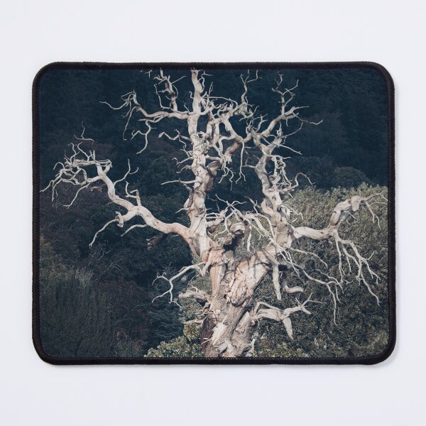 Item preview, Cromwell Tree, Bridge of Earn designed and sold by ShinyPhoto.