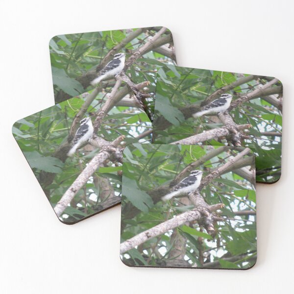 Item preview,  Feathered Friend designed and sold by Photos, and Drawings, and Hybrids!!!!! Oh my!.