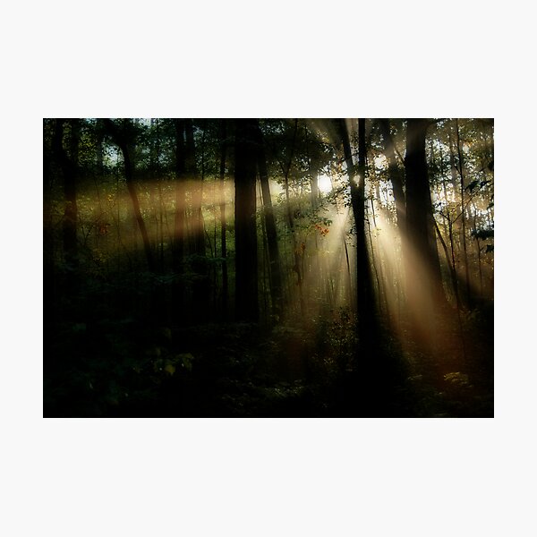 Forest Rays Photographic Print