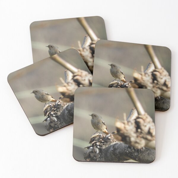Item preview, Black redstart, female designed and sold by Chiara Brugnoli.