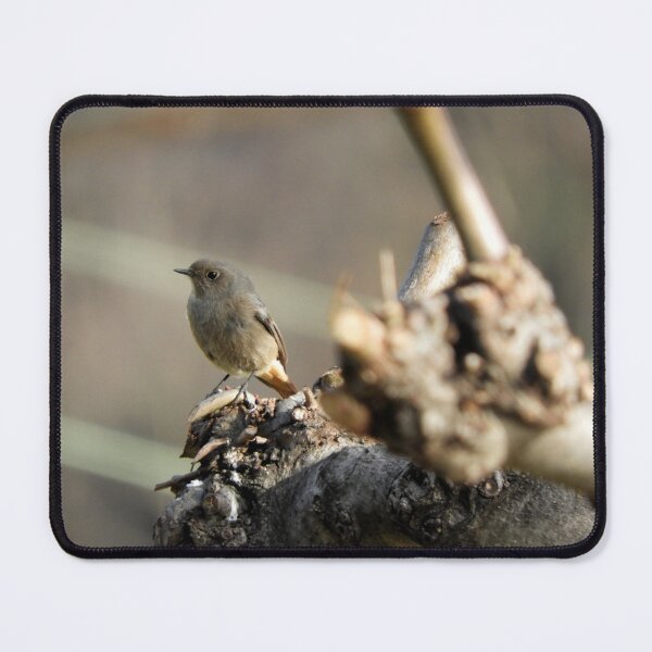 Item preview, Black redstart, female designed and sold by Chiara Brugnoli.