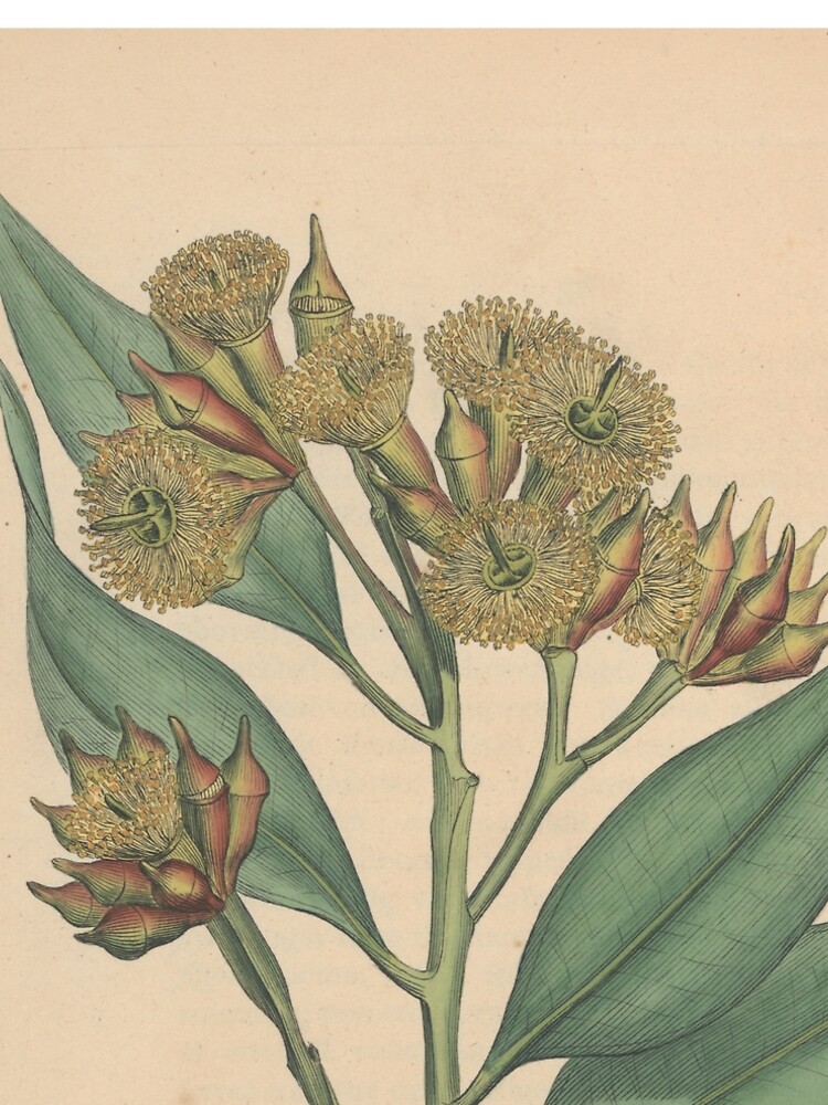Botanical illustration: Eucalyptus robusta – State Library Victoria by StateLibraryVic