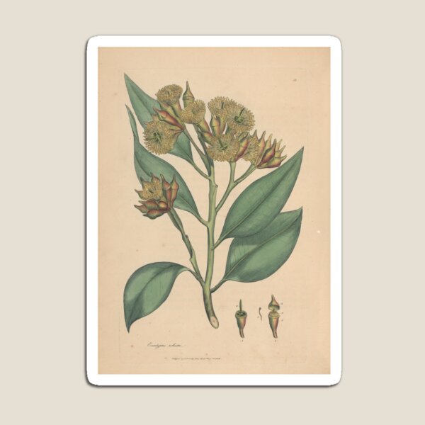 Botanical illustration: Eucalyptus robusta  – State Library Victoria Magnet