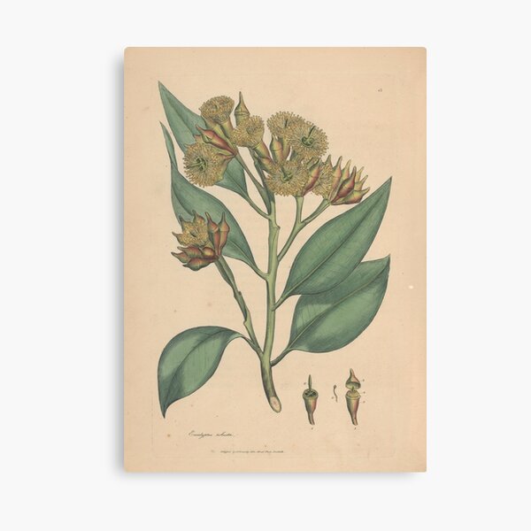 Botanical illustration: Eucalyptus robusta – State Library Victoria Canvas Print