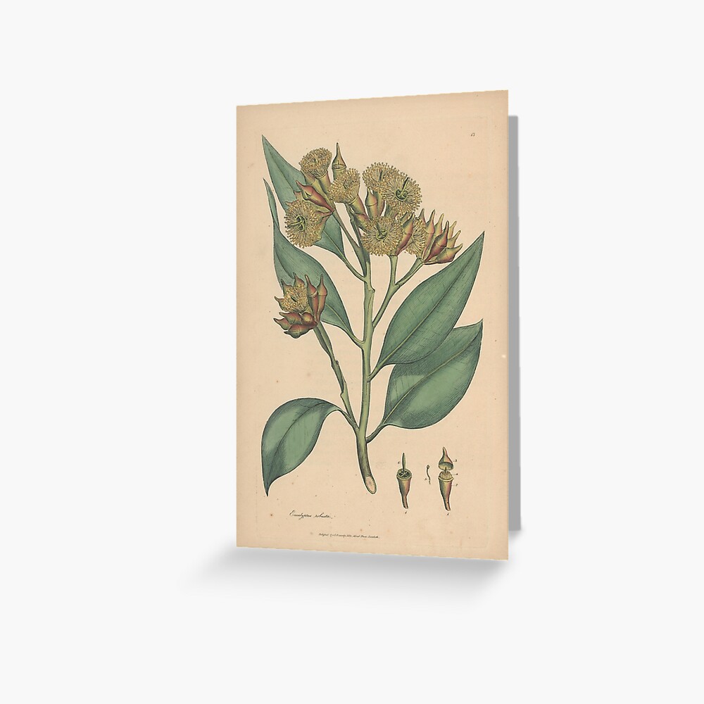 Item preview, Greeting Card designed and sold by StateLibraryVic.