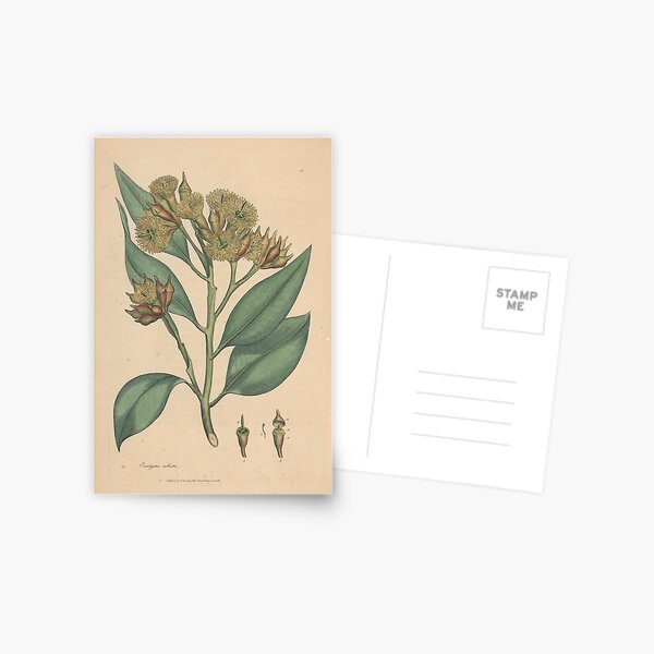 Botanical illustration: Eucalyptus robusta – State Library Victoria Postcard