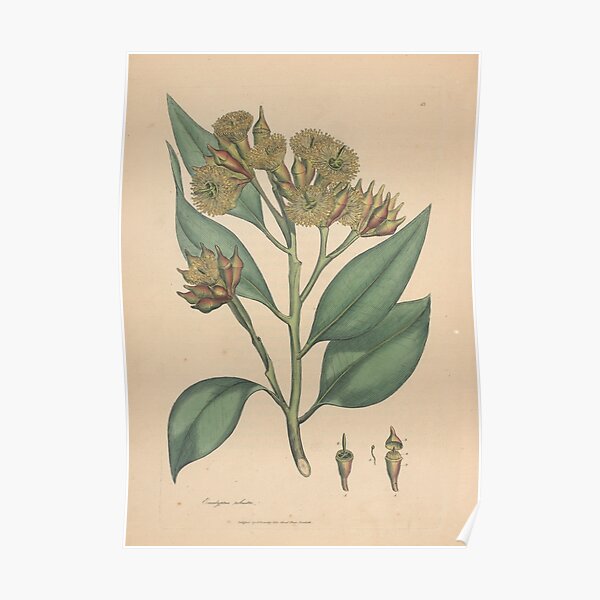 Botanical illustration: Eucalyptus robusta – State Library Victoria Poster
