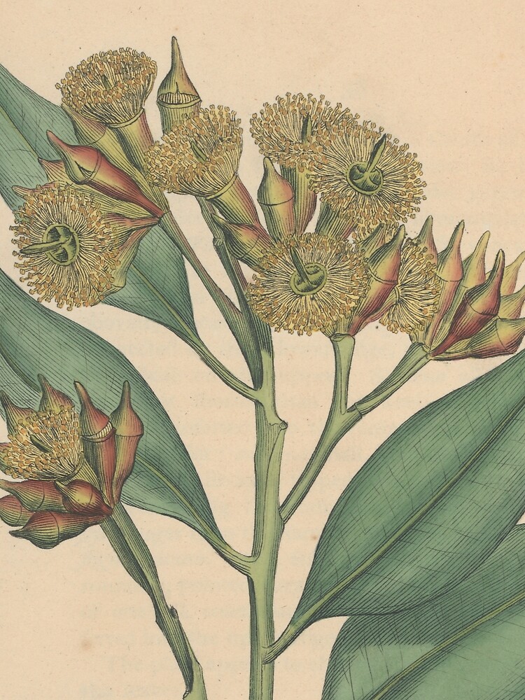 Thumbnail 3 of 3, Scarf, Botanical illustration: Eucalyptus robusta – State Library Victoria designed and sold by StateLibraryVic.