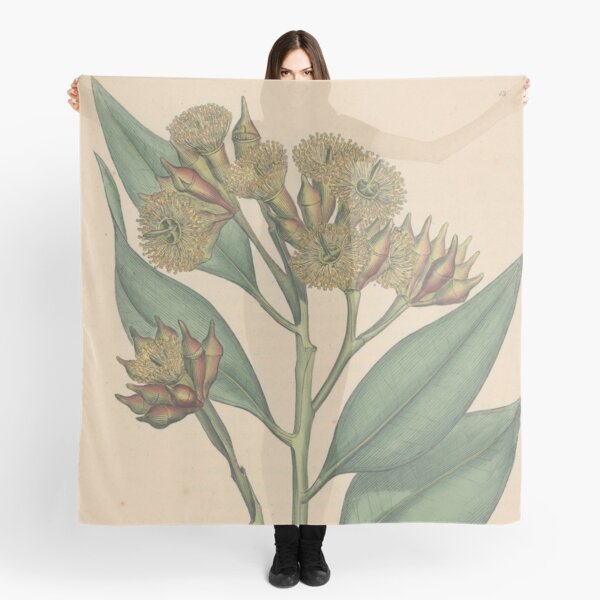 Botanical illustration: Eucalyptus robusta – State Library Victoria Scarf