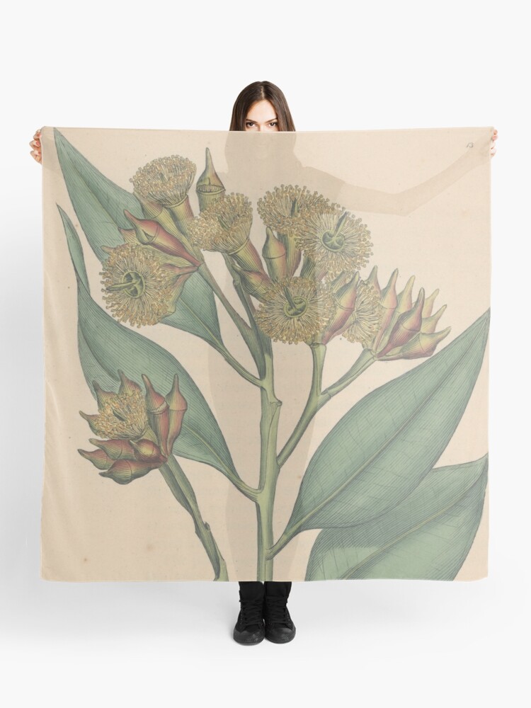 Thumbnail 1 of 3, Scarf, Botanical illustration: Eucalyptus robusta – State Library Victoria designed and sold by StateLibraryVic.
